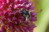 Andrena sp.